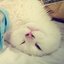 caantaloupecat-blog
