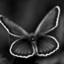 amairibbon