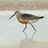 thecurlewsandpiper