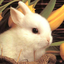 bunnybootattoo