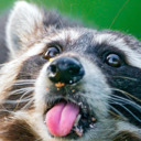 raccoon-fever