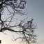 chiefcoptreegarden-blog