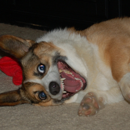 XXX Insane Corgi photo