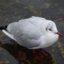 hymtk7
