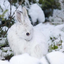 snowbunnylongisland