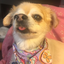 ilovemypooches-blog