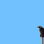 bluebabycrow-blog