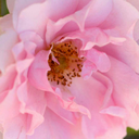 bouquetrose avatar