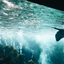lady-of-the-sharks