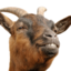 the-goatnapper-blog