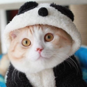 panda-poes avatar