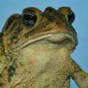 frog-merchant avatar