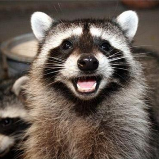 dailyraccoons:Favorite feature of a raccoon?Creepy adult photos