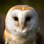 owl-listentomusic