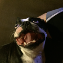 https://69.media.tumblr.com/avatar_d48803443e4d_512.png