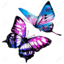 butterflydeflower