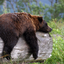 bearthalomew