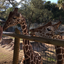 animalfr1ends