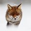 riddlerredfox