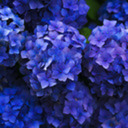 Kenoa S 紫陽花の庭