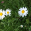 marabu37-blog