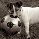 soccerdogdesign-blog avatar