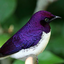 ultravioletstarling