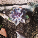nomadicmantra:  Dear universe, I surrender. I am ready to drop expectations of what
