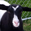 fuckyeahthegoatlife-blog