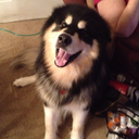 thecutestofthecute:  maverickthemalamute:  Victoria: just because you’re cute does
