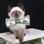 miathemoneycat-blog
