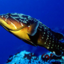 divepelagos