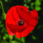 starspangledpoppy-blog