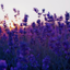 lavenderstroll