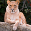 sunlioness