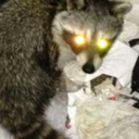 raccoon-slime avatar