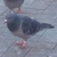 harshnoisewall