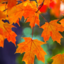 fallcolorss