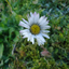 britta29