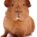 guineapiggies avatar