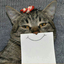 the-more-cats-the-better