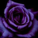 https://69.media.tumblr.com/avatar_dc10b74a55df_512.png