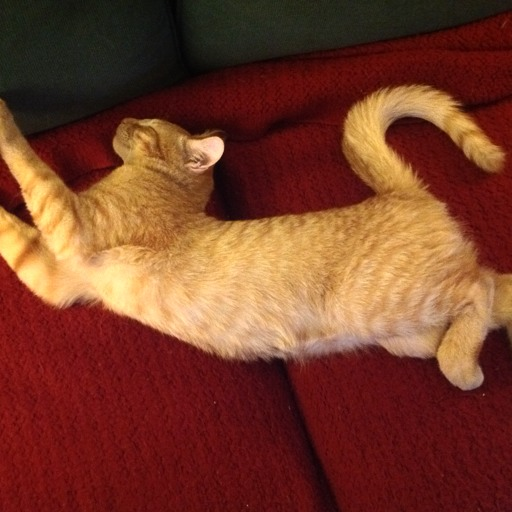 somepeople13:Stressed? Need to find peace? Enjoy 31 seconds of almost synchronized grooming.