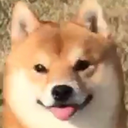 pupsicola:this is my favorite vine account