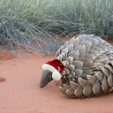 unaffiliatedpangolin:It’s kind of incredible to think about what people are willing