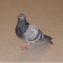 pigeongoth avatar