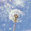 dandelionsaremorethanweeds