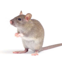 stupidfuckingrat - muonchey :D