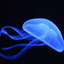 jellyfloat