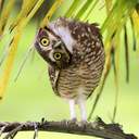 misterowlhoots:(via Great Horned Owl | A
